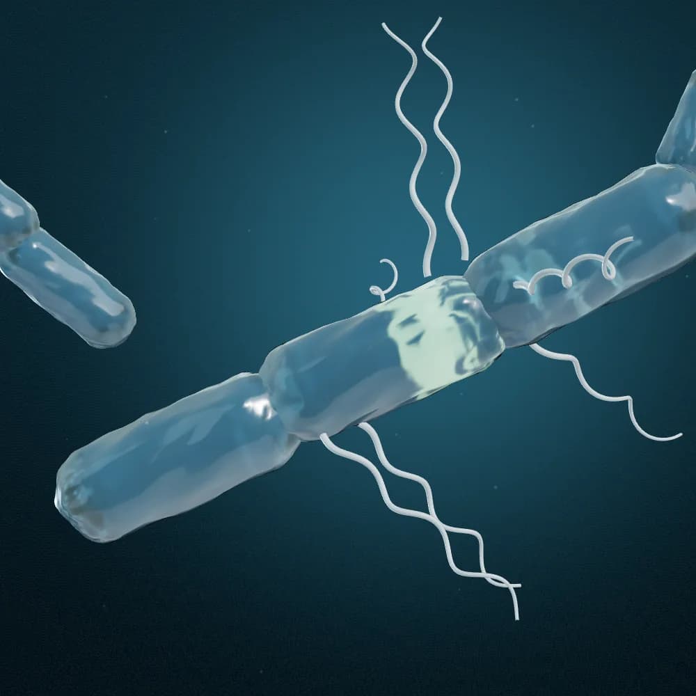 Illustrative visualization of rod-shaped bacteria in a chain
