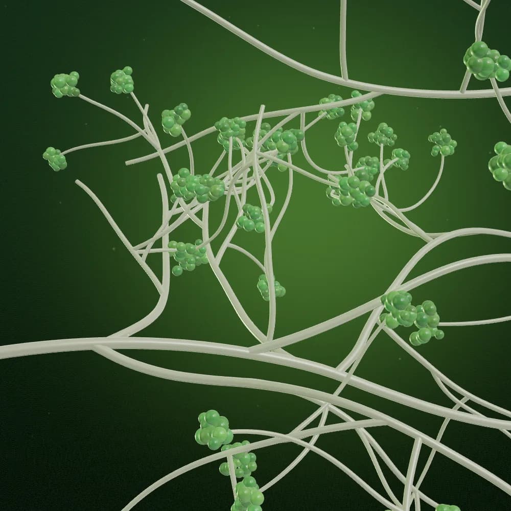 Illustrative visualization of branching fungal threads with spore clusters