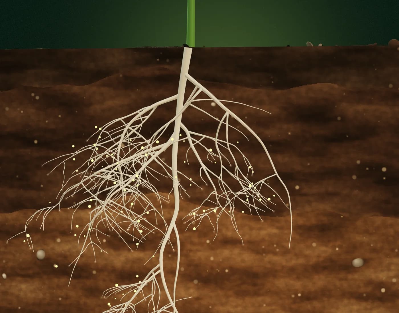 Illustrative cross-section of a crop plant, its roots and soil layers
