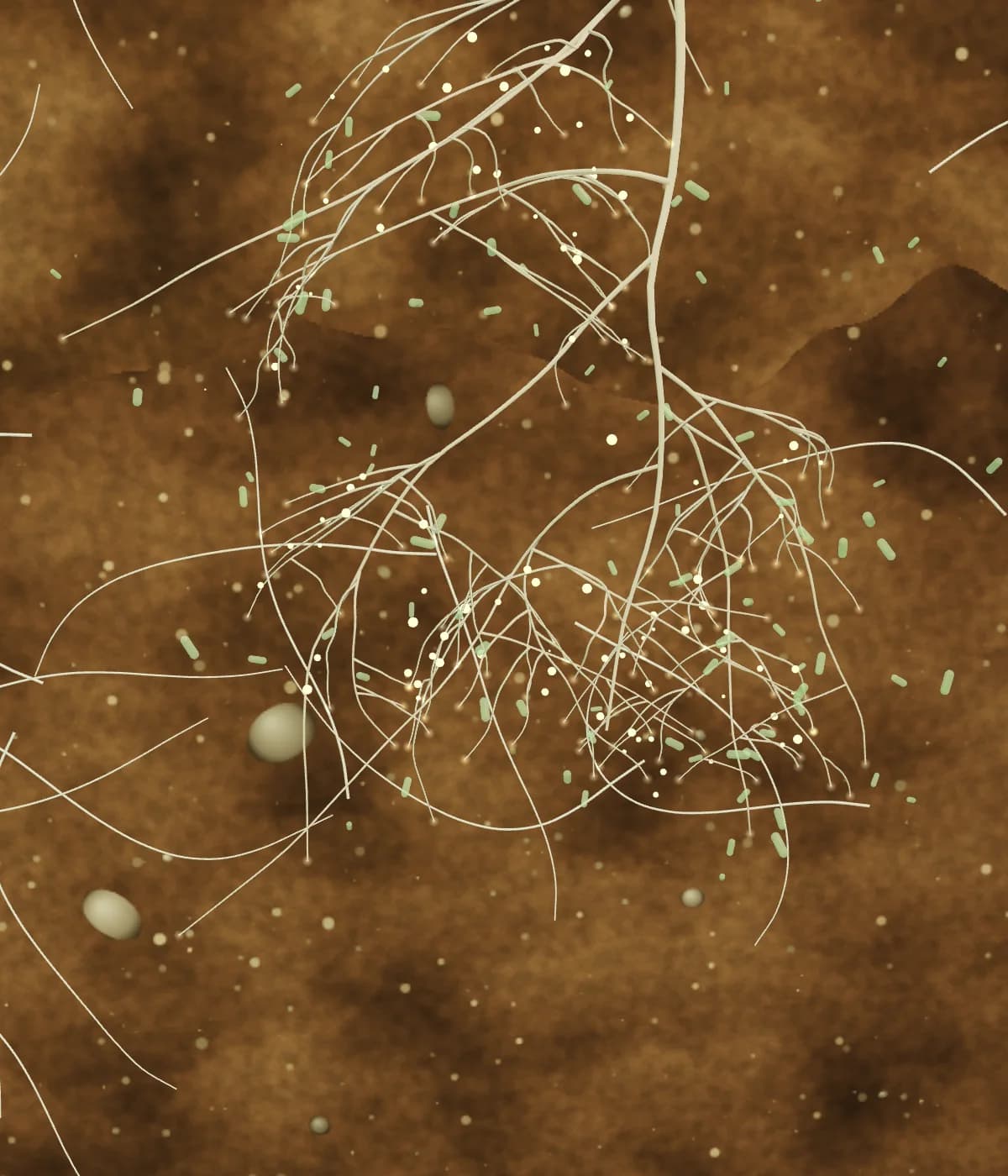 Illustrative render of deeper soil layers with roots and fine fungal threads